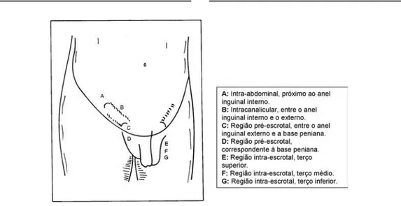 Figura 1. Descrição topográfica dos testículos retidos