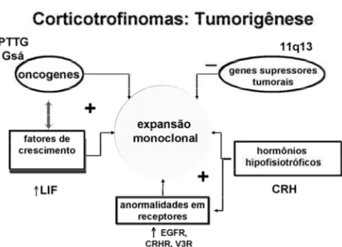 Figura 5. Principais eventos relacionados à tumorigênese adrenocorticotrófica.