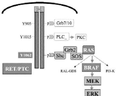 Figura 1. Sinalização molecular na proliferação da célula folicular tireoideana.