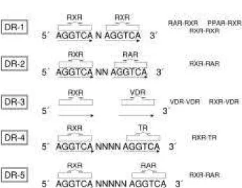 Figura 2. Estrutura primária representando os domínios fun- fun-cionais dos receptores nucleares: Domínio amino-terminal (NH2-t), domínio de ligação ao DNA (DBD), dobradiça (Hinge), domínio de ligação ao ligante (LBD) e suas  respec-tivas funções.