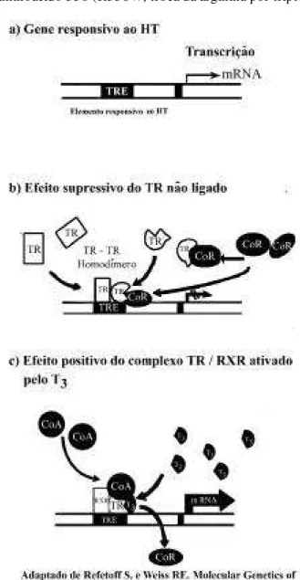 Figura  2. Mecanismo  de  ação  do  HT.  Representação esquemática dos elementos envolvidos na mediação da ação do HT através da regulação da expressão de genes responsivos ao T 3 (a)