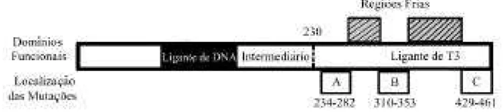 Figura 3. Localização das mutações no gene do TRβ associadas com RHT. Repre- Repre-sentação esquemática do TRβ e de seus domínios funcionais, que interagem com TREs (ligante de DNA) e com o hormônio (ligante de T 3 )