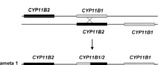 Figura 1. Crossing over desigual entre CYP11B1 e CYP11B2.