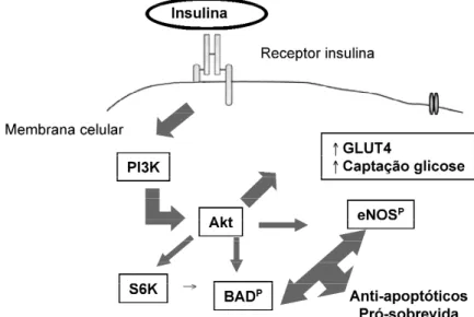 Figura 1. Visão esquemática das vias de sinalização da insulina que promovem sobrevida celular e facilitam a cap- cap-tação de glicose