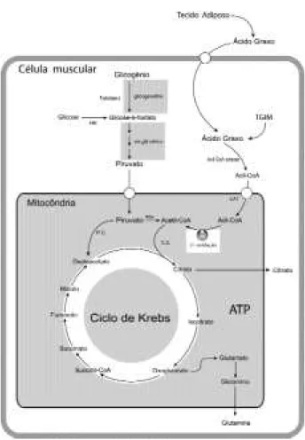 Figura 1. Ciclo de Krebs: O piruvato gerado a partir de gli- gli-cose e glicogênio é transportado para o interior da mitocôndria