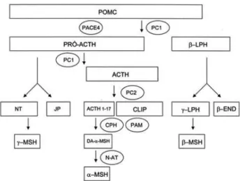 Figura 1. Processamento da POMC no hipotálamo.