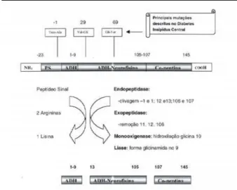 Figura 2. Principais enzimas envolvidas na clivagem do pré- pré-pro-hormônio que dá origem ao ADH, complexo  ADH-neu-rofisina II e Co-peptina.