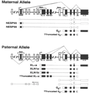 Figura 2: Organização e padrão de imprinting do GNAS1 no alelo materno (acima) e no alelo paterno (abaixo)