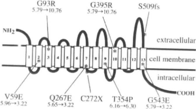 Figura 1. A localização das mutações descritas na literatu- literatu-ra  no  gene  codificador  do  NIS  (simportador  de  sódio  e iodeto)