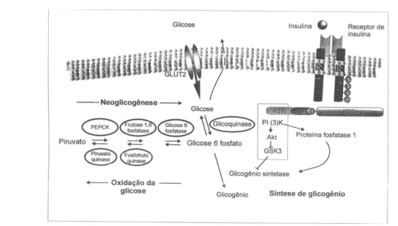 Figura 2. Regulação do metabolismo de glicose no fígado. A insulina estimula a utilização e armazenamento de glicose como glicogênio e inibe a síntese dessa hexose e sua liberação