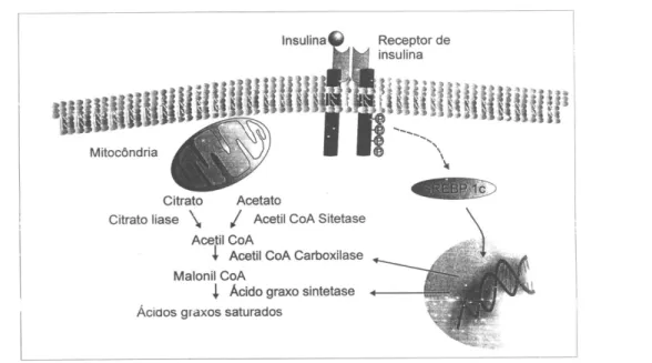 Figura 3. Regulação do metabolismo de lípides no fígado. A insulina via SREBP 1c aumenta a expressão de genes que esti- esti-mulam a síntese de ácidos graxos, tais como a acetil Coa carboxilase e a ácido graxo sintetase.