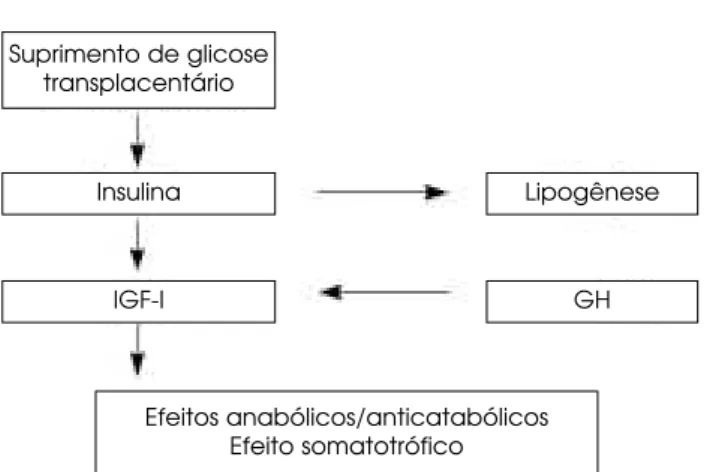 Figura 1. Este diagrama esquemático ilustra os fatores envolvi- envolvi-dos no controle do crescimento e desenvolvimento fetal.