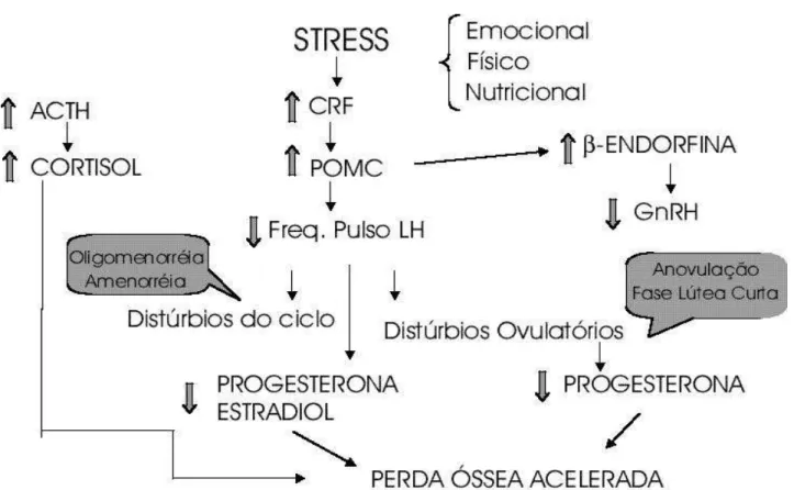 Figura 2. Eventos desencadeados pela liberação de CRF hipotalâmico através de estímulos físicos, emocionais e nutri- nutri-cionais