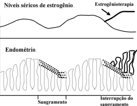 Figura 1. Representação diagramática dos níveis de estrogênio e endométrio no sangramento uterino disfuncional