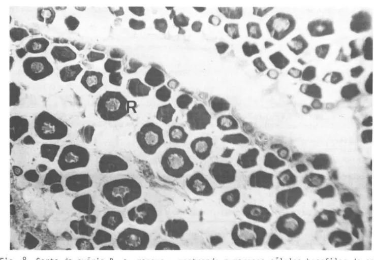 Fig.  8.  Corte  de  ovário  R,  em  repouso,  mostrando  numerosas  células  basofilas  do  es- es-toque  de  reser,va  (R)