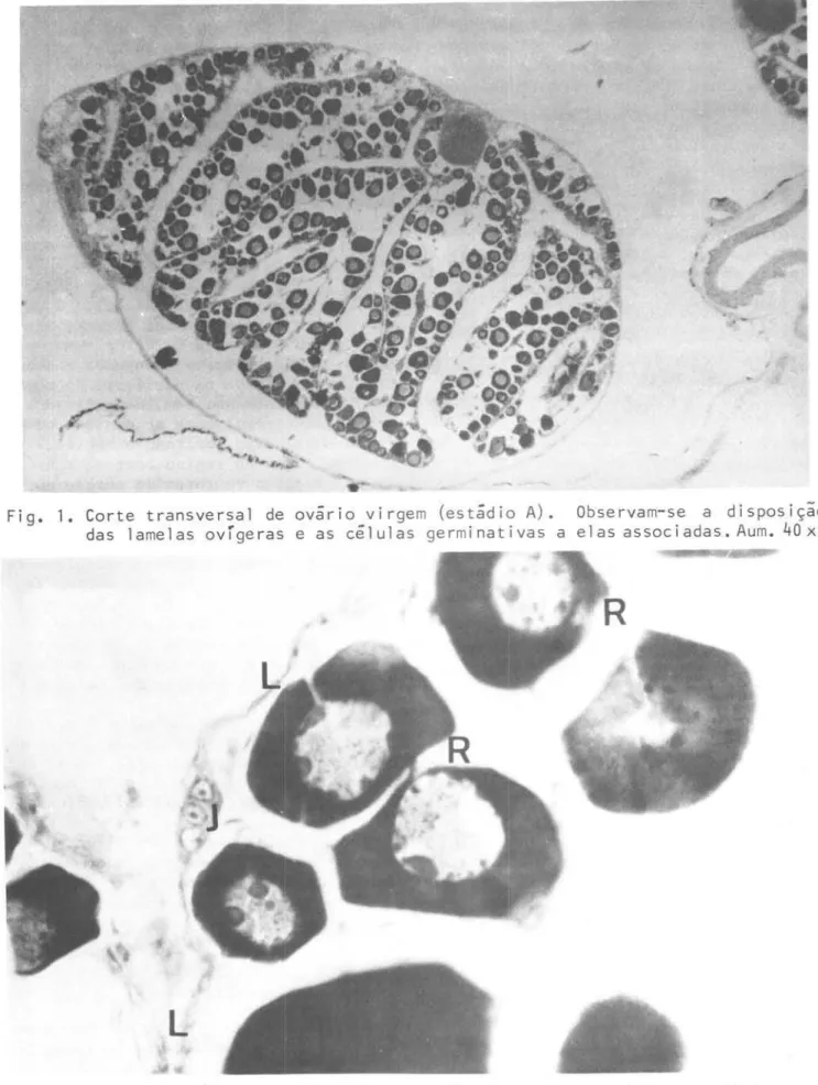 Fig.  2.  Corte  de  ovário  em  estádio  R,  onde  são  observados  um  ninho  com  celulas ger- ger-minativas  jovens  (J)  e  ovócitos  basófilos  do  estoque  de  reserva  (R)