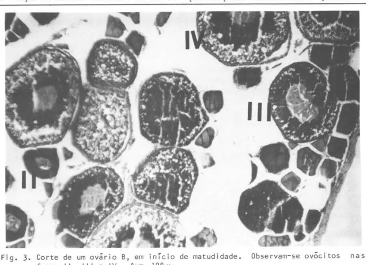 Fig.  3.  Corte  de  um  ovarlo  B,  em  início  de  matudidade.  Observam-se  ovócitos  nas  fases  11,  III  e  IV