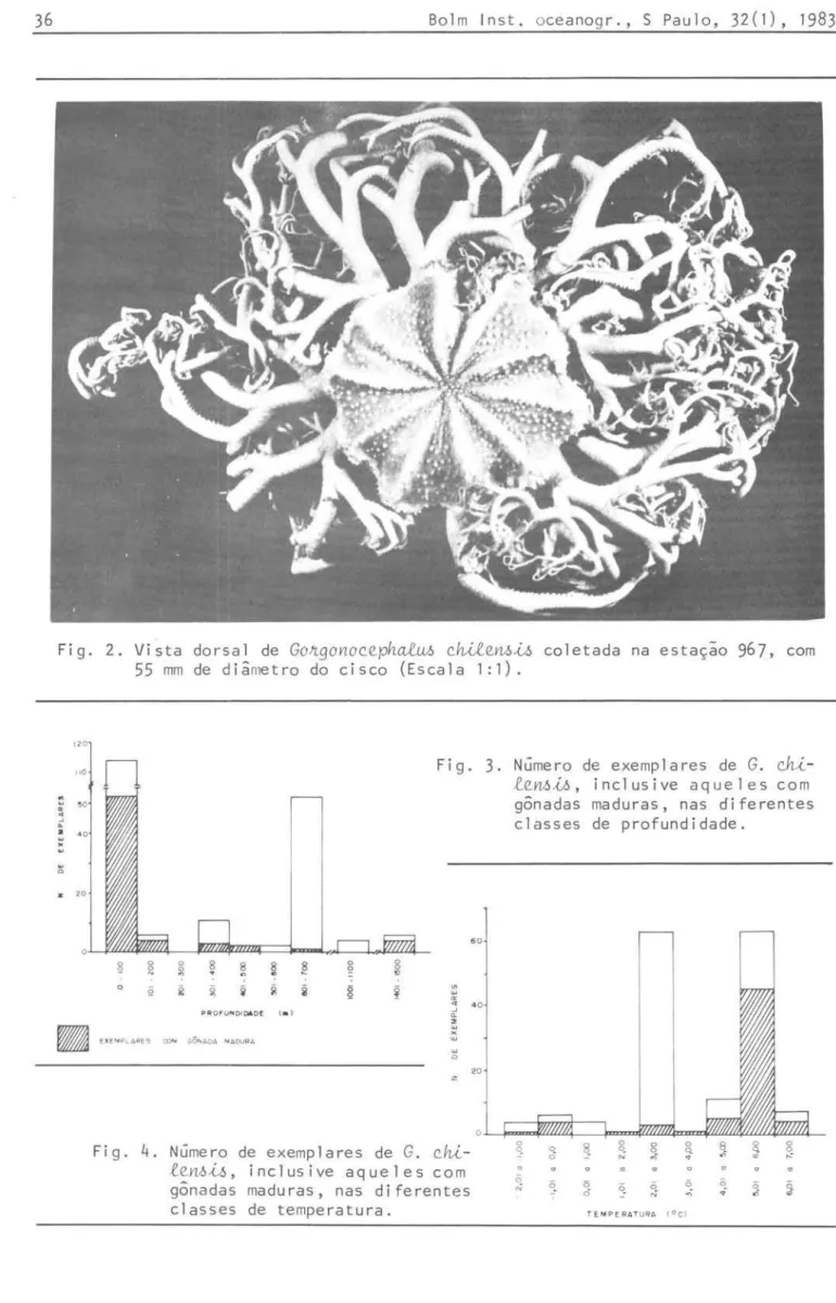 Fig.  2.  Vista  dorsal  de  ｇ ｯ ｾｧｯｮ ｯ ｾｾｰｨ｡ｬｕＰ＠ ｾｾ ｾ ｮ￳ｾ＠ coletada  na  estação  967,  com  55  mm  de  diâmetro  do  cisco  (Escala  1:1)