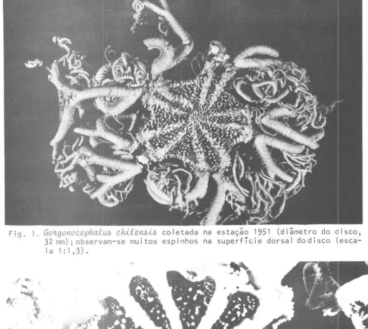 Fig.  1.  ｇｯｾｧｯｮｯｾ･ｰｨ｡ｬｾ＠ ｾｨｩＱ･ｮ￳ｾ＠ coletada  na  estação  1951  (diâmetro  do  d isco,  32  mm);  observam-se  muitos  espinhos  na  superfície  dorsal  dodisco   (esca-la  1:1,3)