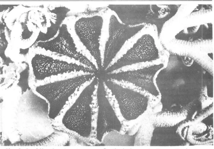 Fig.  5.  G.  ｾｨｩｴｾｮＶｾ＠ coletada  na  ･ｳｴ｡￧ｾｯ＠ 967  (diâmetro  do  disco,  27  mm);  obser- obser-vam-se  muitos  grânulos  pequenos  na  superfície  dorsal  (escala  1:3,5)