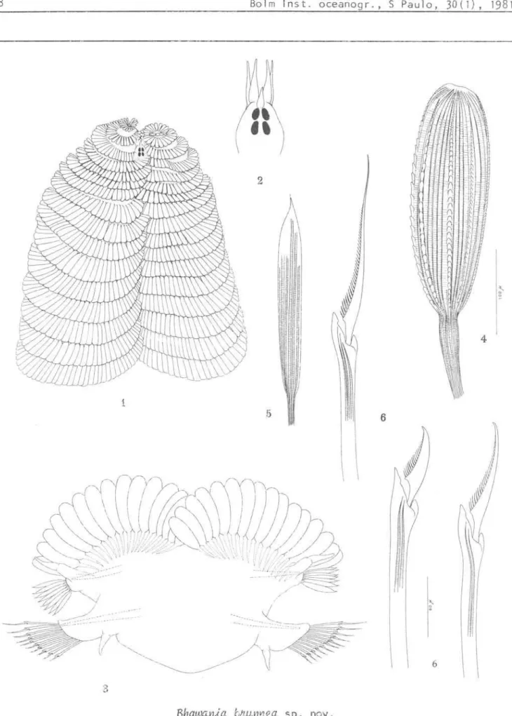 Fig.  2 .  Detalhe  da  cabeça.  Fig.  4 .  Pilea  dorsal .  Fig.  5.  pilea  lateral