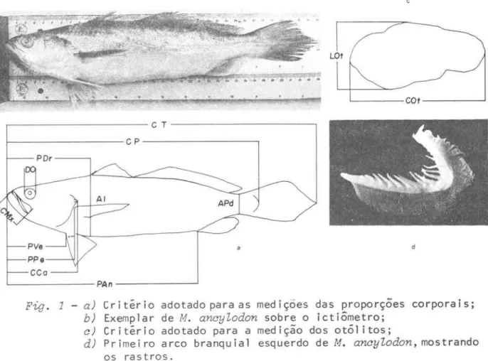 Fig.  1  - aJ  Critério  adotado para as  mediçoes  das  proporções  corporais; 