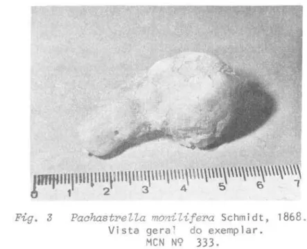Fig .  3  PachastreZZa  moniZifera  Schmidt,  1868 .  Vista  gera 1  do  exemplar. 