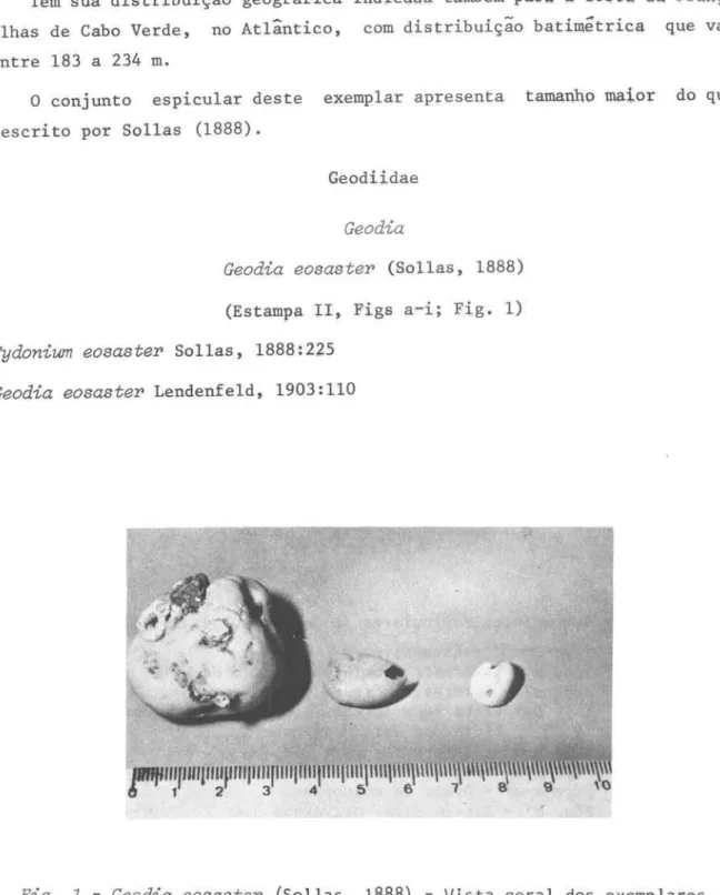 Fig.  1  - Geodia  eosaster  (Sol las,  1888)  - Vista  geral  dos  exemplares. 