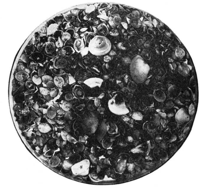 Fig.  2  - Vista  de  uma  amostra  do  fundo  da  região  da  Ilha  de  Pau-a-Pino,  apresentando  numerosas  valvas  de  Bouchardia  ros ea  e  de  lamelibrânquios