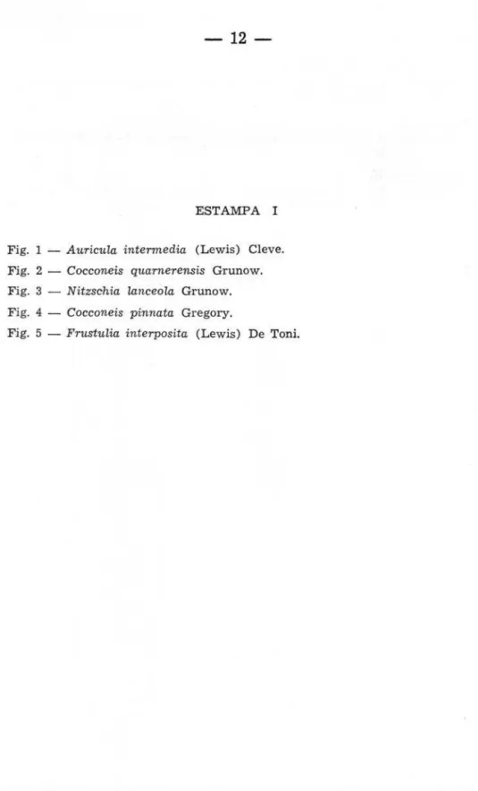 Fig.  1  - Auricula  intermedia  (Lewis)  eleve. 