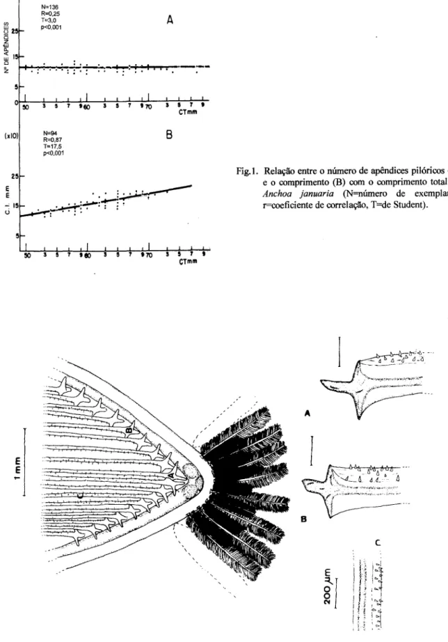 Fig. 2. Estrutura dos rastros branquiais de Anchoa januaria: A=detalhe de um rastro anterior, B=detalhe de um rastro posterior, C=espinhos situados ao longo do rastro.