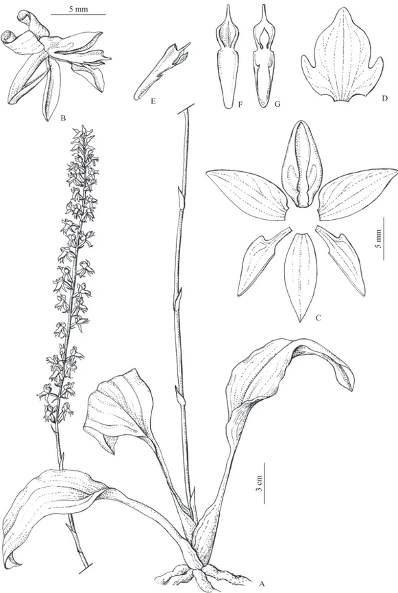 Figura 1.  Baskervilla paranaensis . A. Hábito. B. Flor, vista lateral. C. Partes do perianto, sentido horário a partir do topo: 