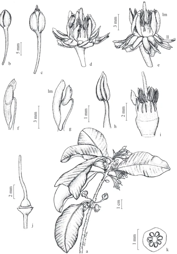 Figura 1. Manilkara subsericea. a. Ramo. b. Botão. c. Flor na fase feminina, com estilete exteriorizado