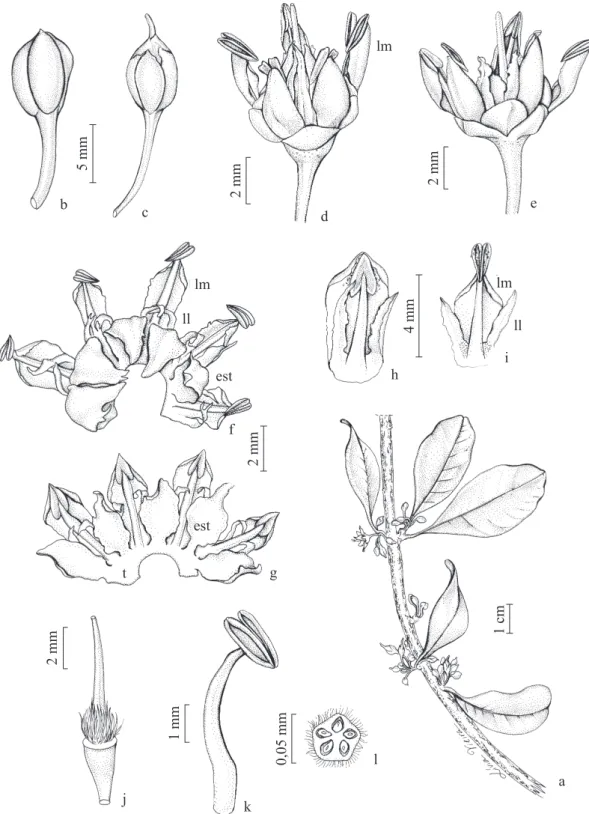 Figura 2. Sideroxylon obtusifolium. a. Ramo. b. Botão. c. Flor na fase feminina, com o estigma exteriorizado