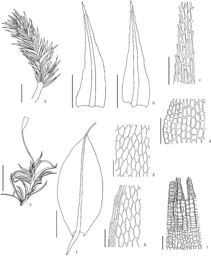 Figura 3. a-d. Philonotis elongata. a. Aspecto geral do gametófi to. b. Filídios. c. Células superiores