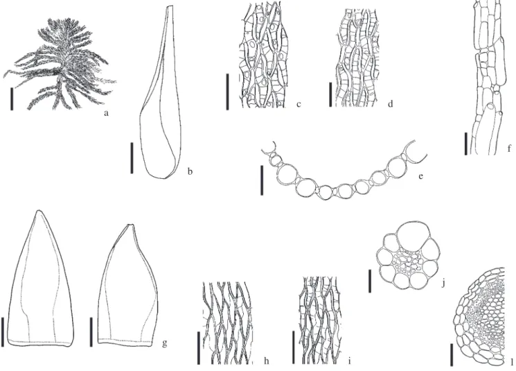 Figura 1. a-l. Sphagnum capillifolium var. tenerum. a. Aspecto geral do gametófi to. b