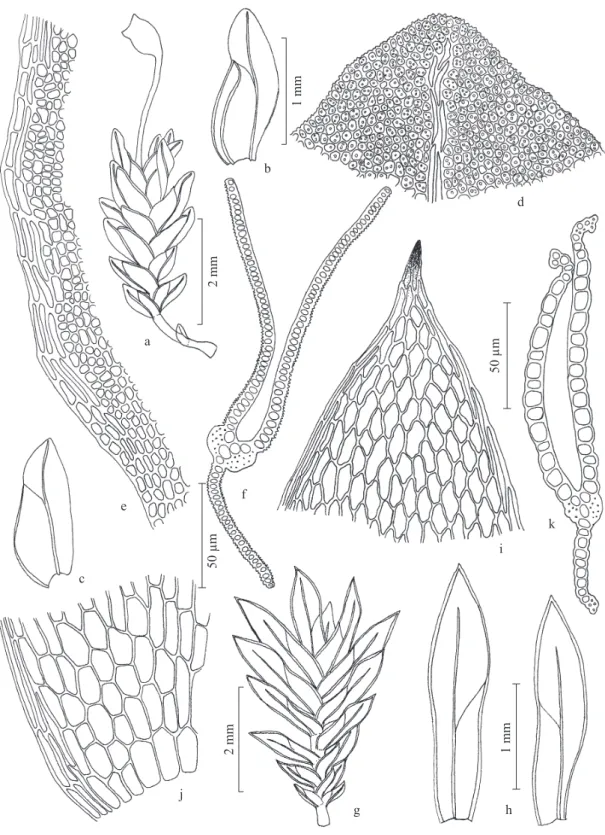 Figura 4. a-k. a-f. Fissidens guianensis Mont. a. Aspecto geral do gametóito. b-c. Filídios