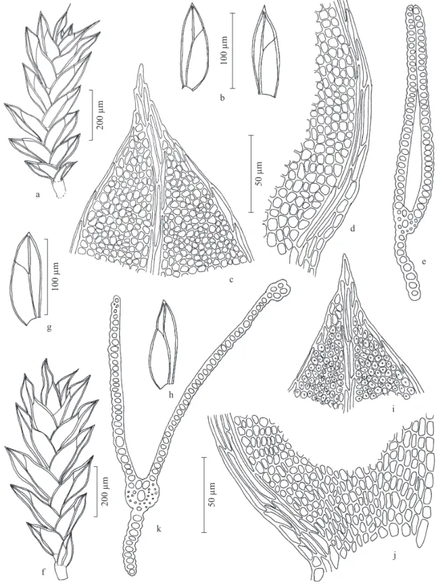 Figura 1. a-e. Fissidens anguste-limbatus. a. Aspecto geral do gametóito. b. Filídios