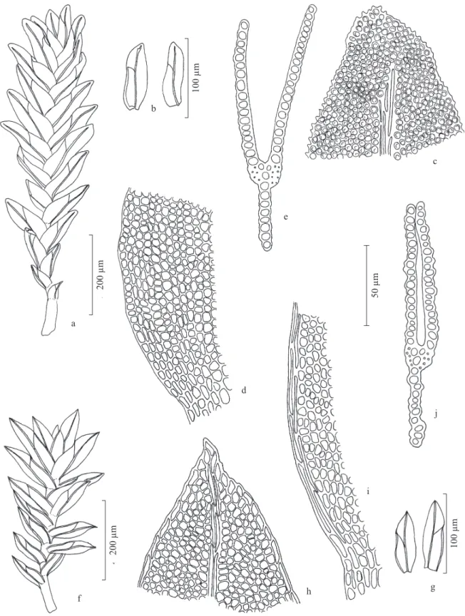 Figura 2. a-e. Fissidens asplenioides. a. Aspecto geral do gametóito. b. Filídios. c. Células do ápice do ilídio