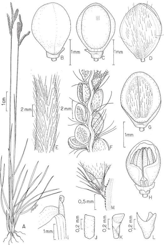 Figura 1. Paspalum laurentii R. C. Oliveira &amp; Valls. A. Hábito. B. Antécio superior, visão do lema