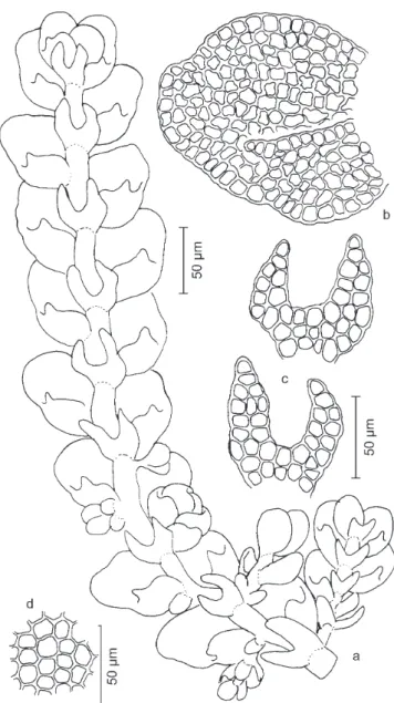 Figura 12. Lejeunea cardotii. a. Aspecto geral do gametófito.
