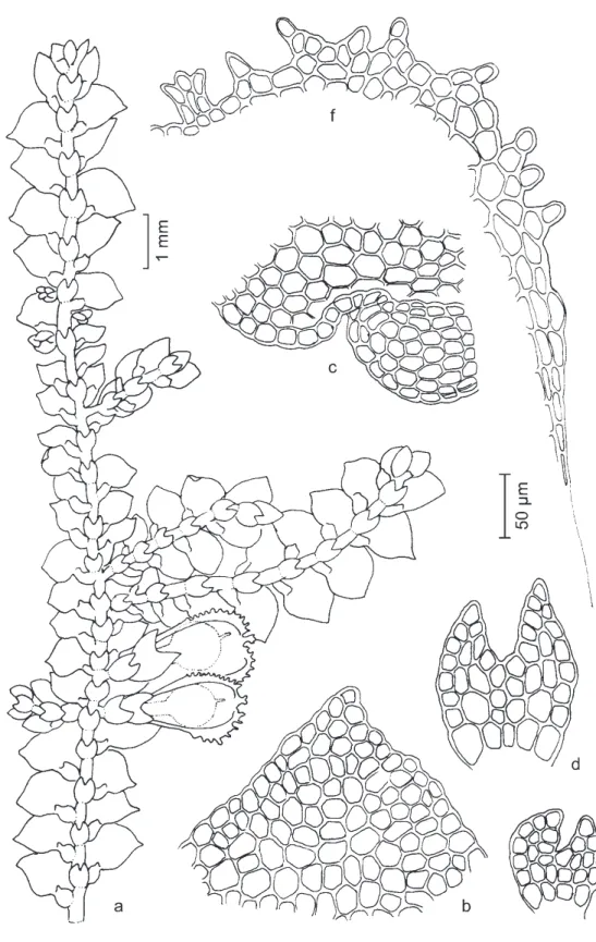 Figura 13. Lejeunea cristulata. a. Aspecto geral do gametófito. b. Ápice do lobo do filídio