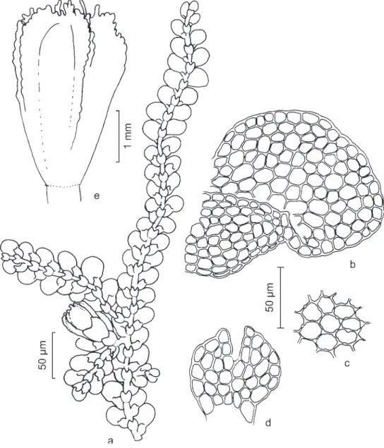 Figure 14. Lejeunea glaucescens. a. Aspecto geral do gametófito. b. Lobo e lóbulo do filídio