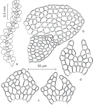 Figura 15. Lejeunea laetevirens Nees &amp; Mont. a. Aspecto geral do gametófito, vista ventral