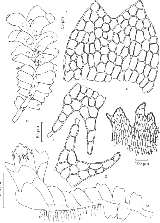 Figura 4. Neesioscyphus argillaceus. a. Aspecto geral do gametófito masculino. b. Aspecto geral do gametófito feminino.