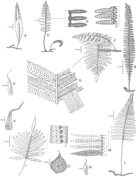 Figura 3. A. Pleopeltis astrolepis (E.L.M. Assis et al. 206, COR), Hábito. B-C. Pleopeltis hirsutissima (E.L.M