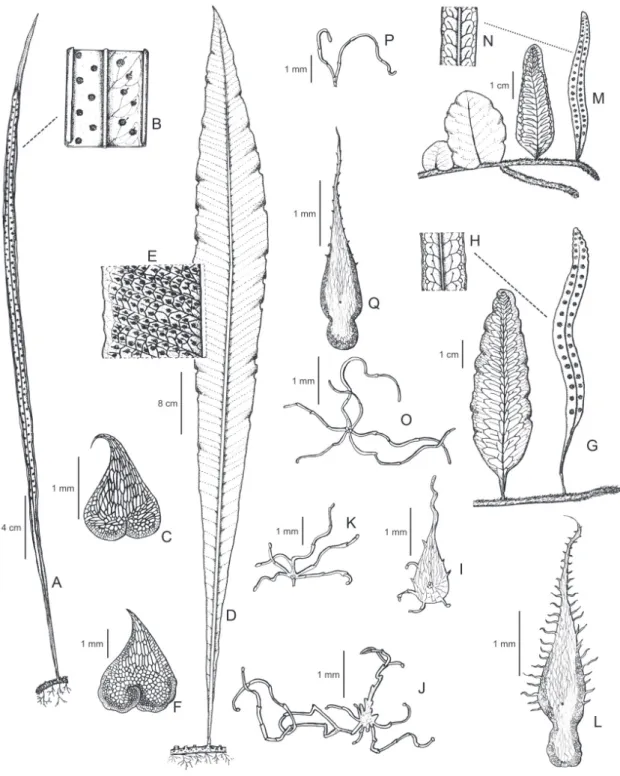 Figura 1. A-C. Campyloneurum centrobrasilianum (E.L.M. Assis et al. 453, COR). A. Hábito