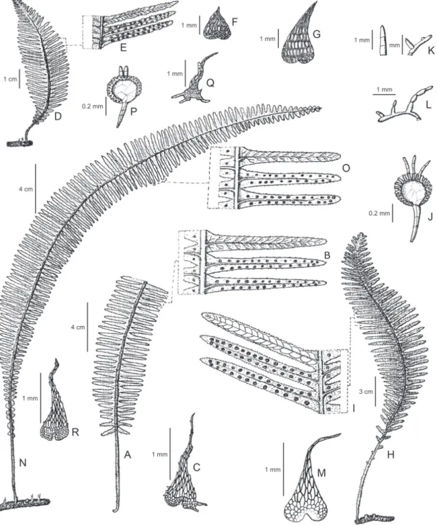 Figura 2. A-C. Pecluma dispersa  (E.L.M. Assis et al. 455, COR). A. Porção basal da fronde