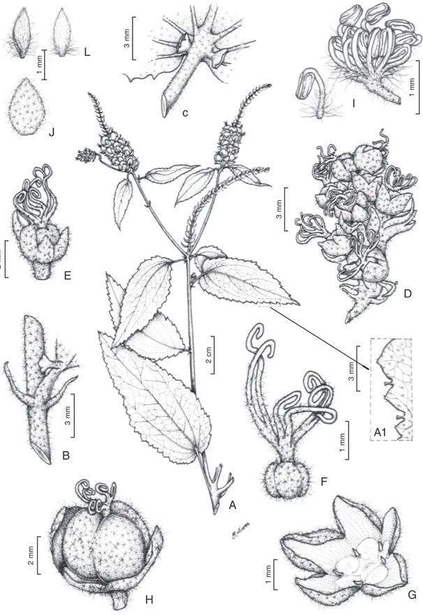 Figura 1. Croton strobiliformis Secco. A. Ramo. A1. Detalhe da margem da folha com glândulas estipitadas