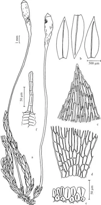Figura 17. Platygyriella densa. a. Aspecto geral do gametófi to. 